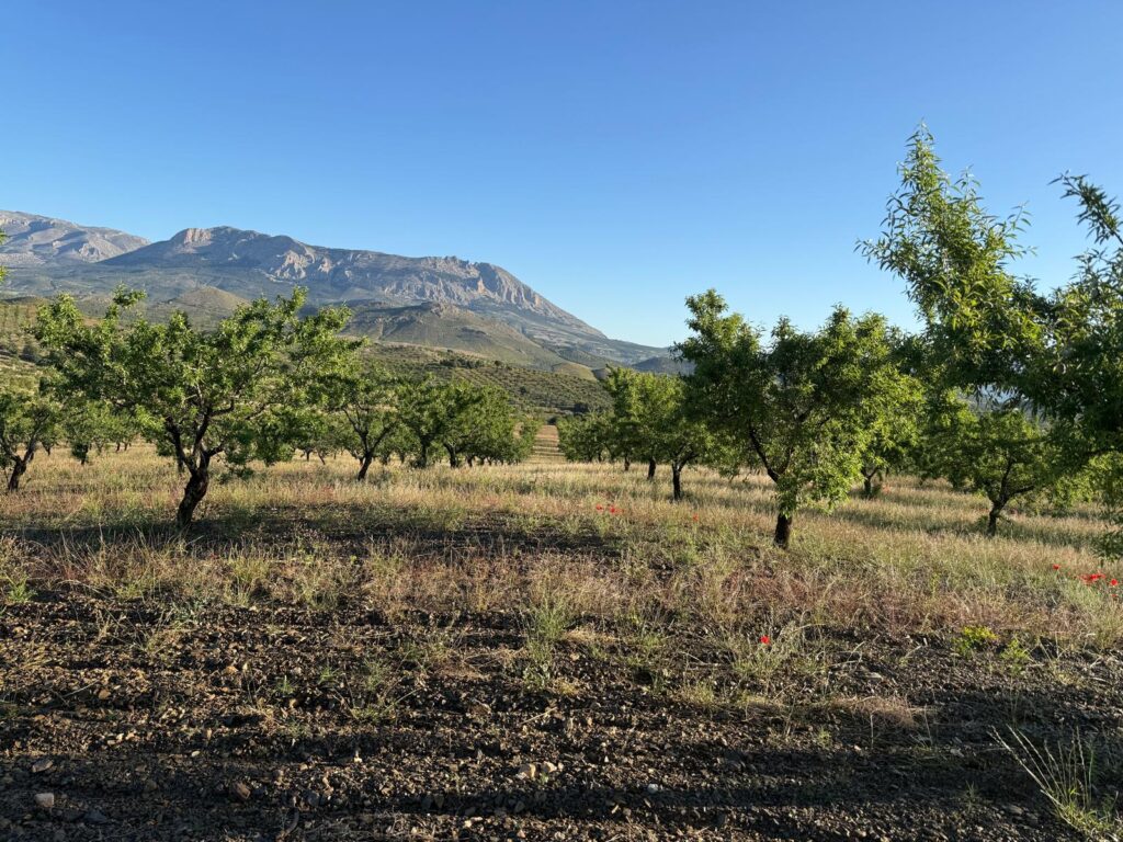 frutas de temporada de Almería