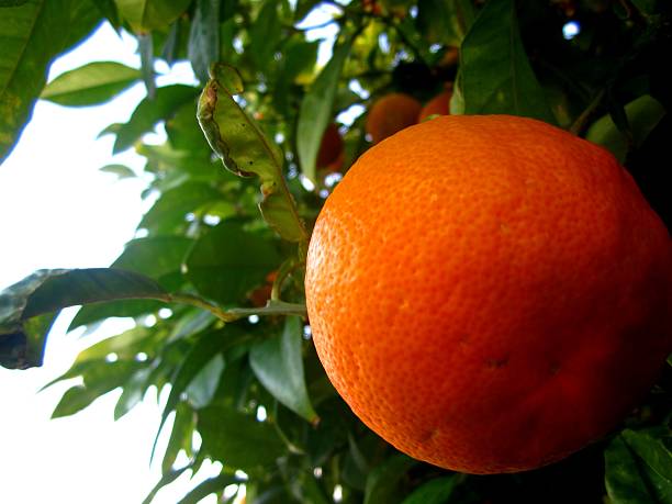 Naranja de la huerta