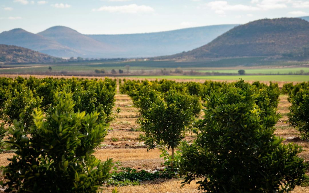 productos ecológicos de Almería