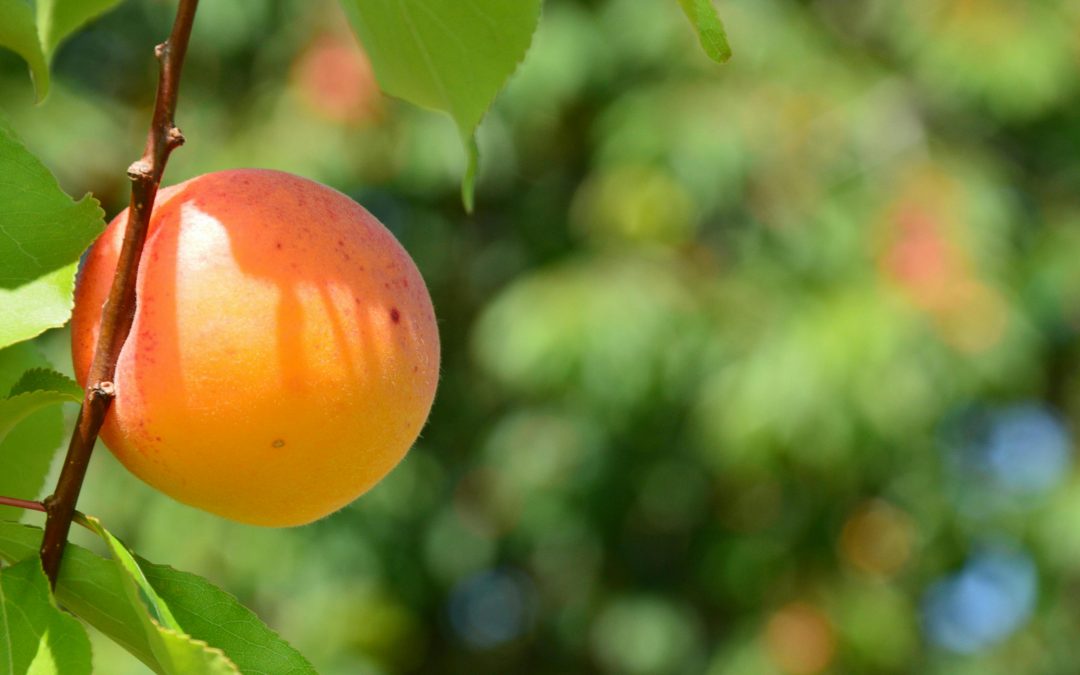 Frutas de Temporada en Primavera