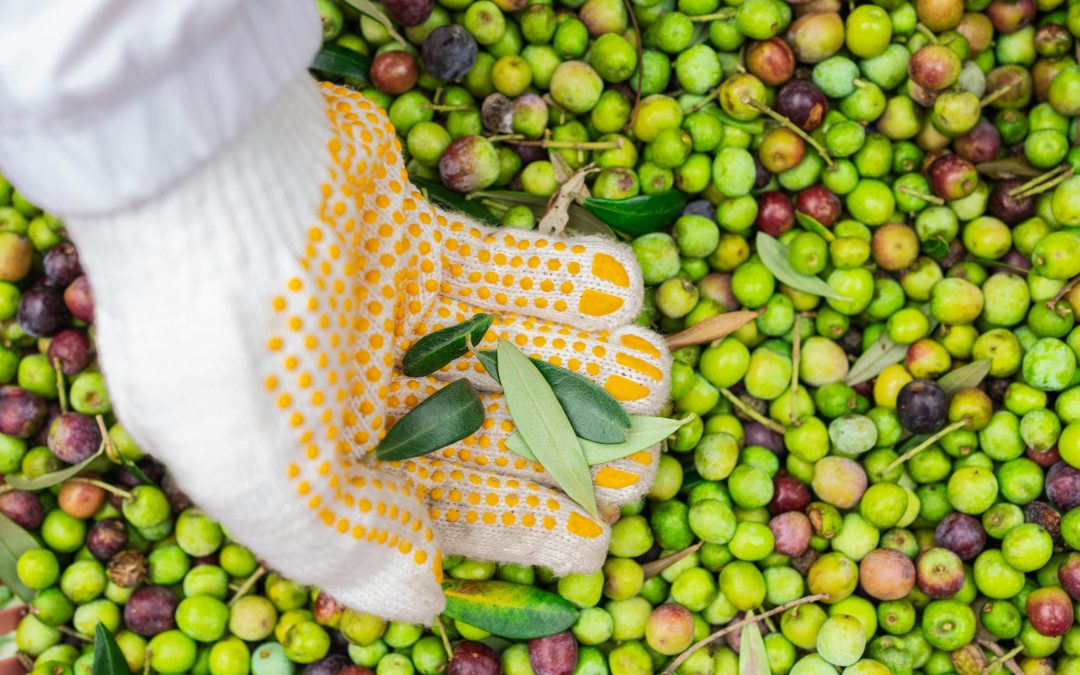 Proveedores de aceite de oliva ecológico para hostelería: