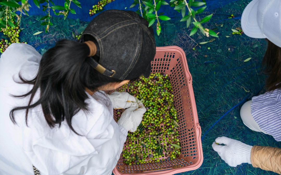 Exportar aceite oliva ecológico España a Europa
