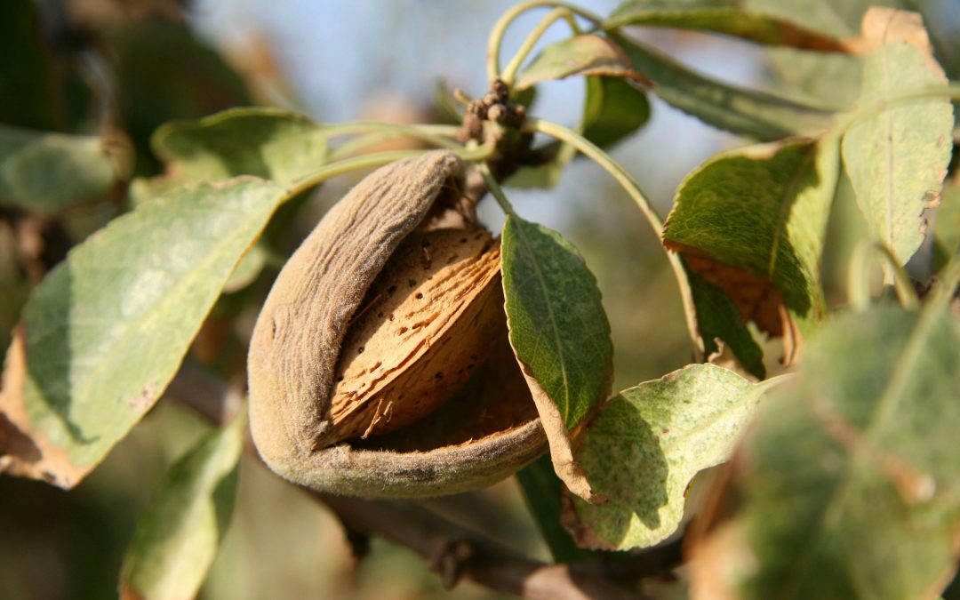Almendras ecológicas para heladerías y pastelerías: todo lo que necesitas saber para comprar al por mayor